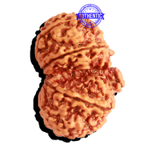 Load image into Gallery viewer, Gaurishankar Rudraksha with Ganesha  - Bead No. 234
