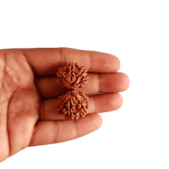 Gaurishanker  Nepalese Rudraksha Bead No. - 190