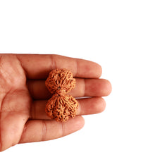 Load image into Gallery viewer, Gaurishanker  Nepalese Rudraksha Bead No. - 191
