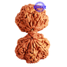 Load image into Gallery viewer, Gaurishanker  Nepalese Rudraksha Bead No. - 191
