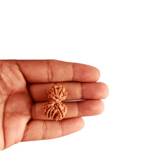 Load image into Gallery viewer, Gaurishanker Nepalese Rudraksha Bead No. - 198
