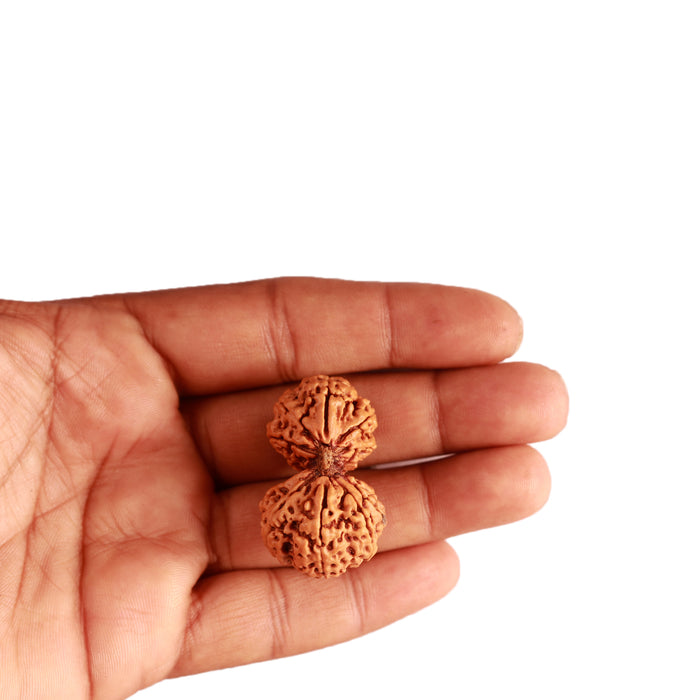 Gaurishankar Rudraksha with Ganesha  - Bead No. 213
