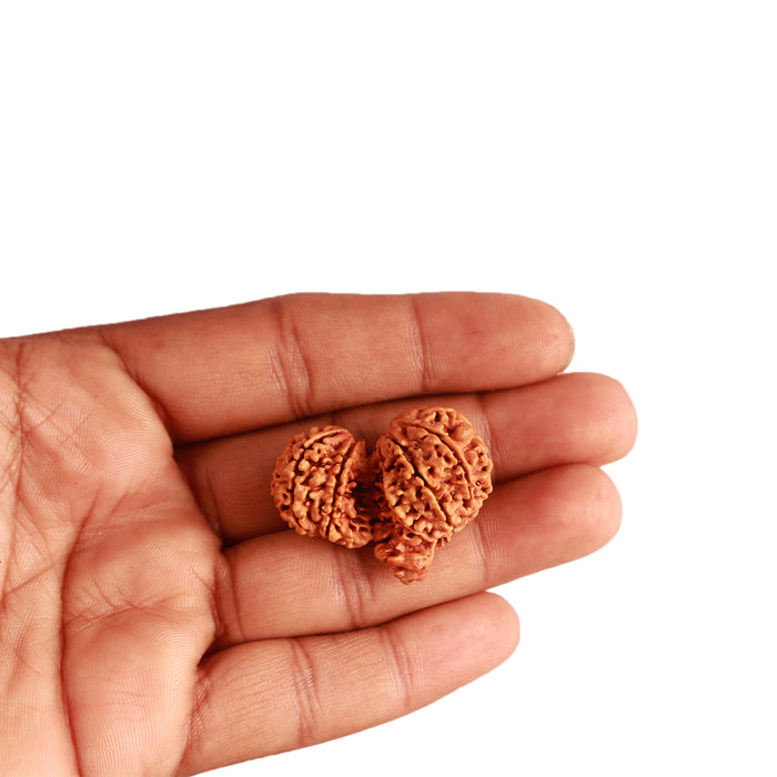 Gaurishankar Rudraksha with Ganesha  - Bead No. 214