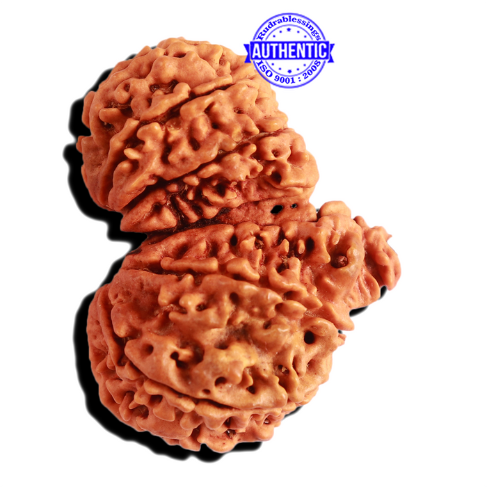 Gaurishankar Rudraksha with Ganesha  - Bead No. 214