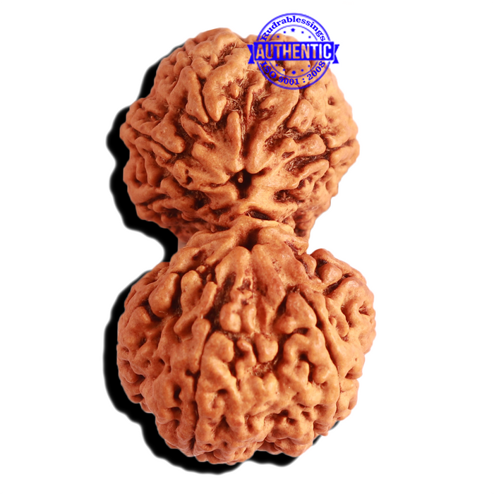 Gaurishankar Rudraksha with Ganesha  - Bead No. 215