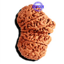 Load image into Gallery viewer, Gaurishankar Rudraksha with Ganesha  - Bead No. 215
