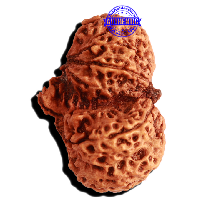 Gaurishankar Rudraksha with Ganesha  - Bead No. 216