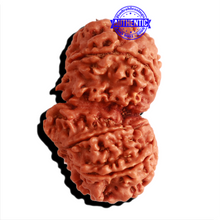 Load image into Gallery viewer, Gaurishankar Rudraksha with Ganesha  - Bead No. 217

