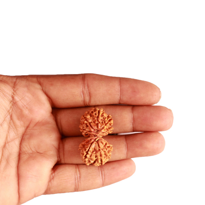 Gaurishanker Nepalese Rudraksha Bead No. - 232