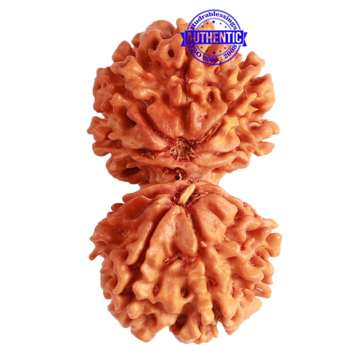 Gaurishanker Nepalese Rudraksha Bead No. - 232