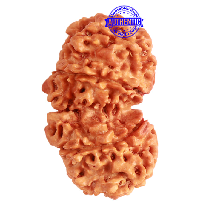 Gaurishanker Nepalese Rudraksha Bead No. - 232