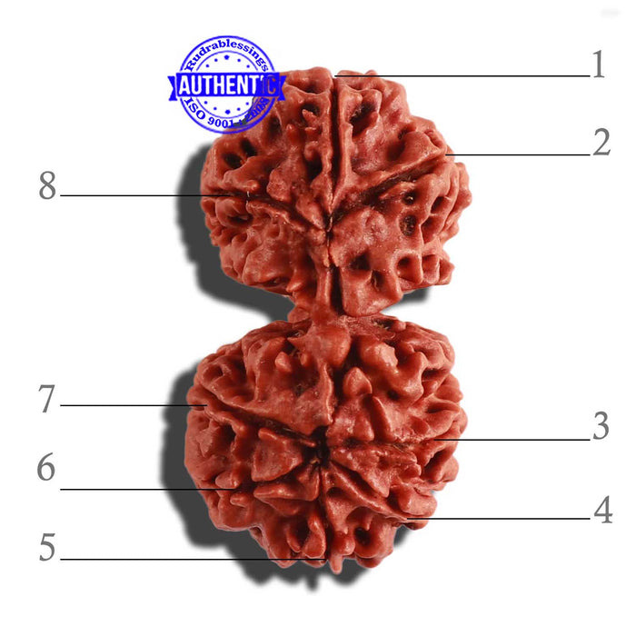 Gaurishanker Nepalese Rudraksha - Bead No. 178