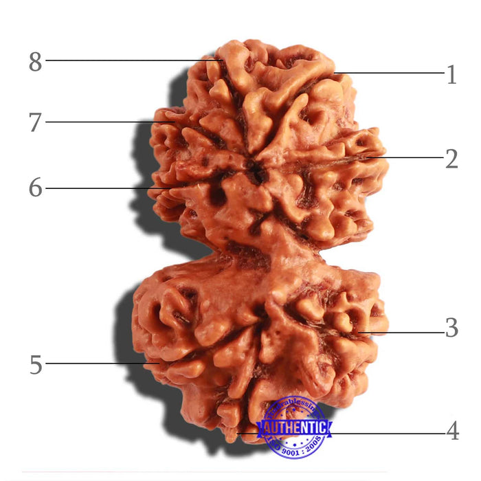 Gaurishanker Nepalese Rudraksha Bead No. 187
