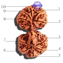 Load image into Gallery viewer, Gaurishankar Rudraksha with Ganesha - Bead No. 188
