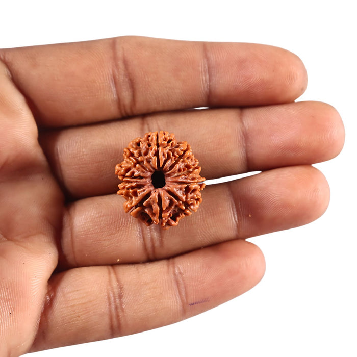 10 Mukhi Nepalese Rudraksha - Bead No. 446