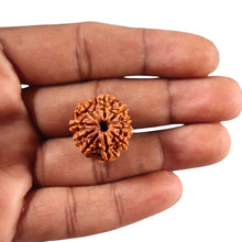 Load image into Gallery viewer, 10 Mukhi Nepalese Rudraksha - Bead No 447
