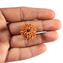 Load image into Gallery viewer, 9 Mukhi Nepalese Rudraksha - Bead No. 439
