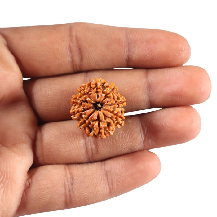 9 Mukhi Nepalese Rudraksha - Bead No. 439