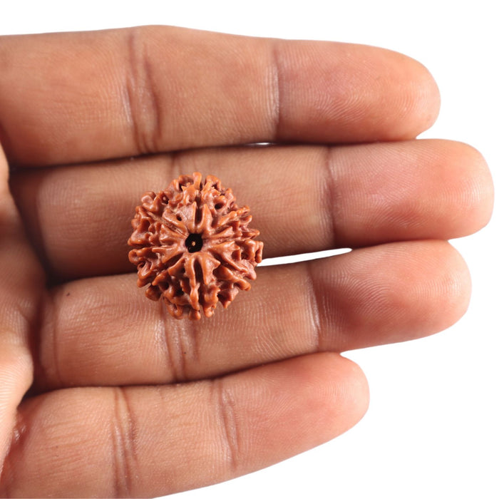 9 Mukhi Nepalese Rudraksha - Bead No. 454