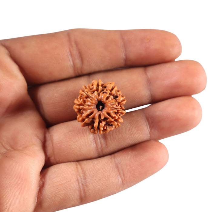 9 Mukhi Nepalese Rudraksha - Bead No. 440