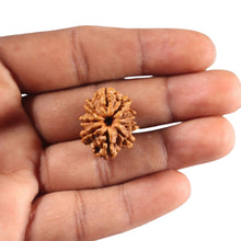 Load image into Gallery viewer, 9 Mukhi Nepalese Rudraksha - Bead No. 442
