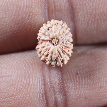 Load image into Gallery viewer, 14 mukhi Indonesian Rudraksha -  Bead No.401
