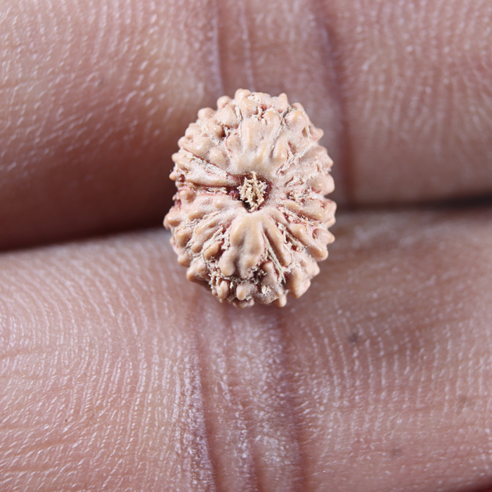 14 mukhi Indonesian Rudraksha -  Bead No.401