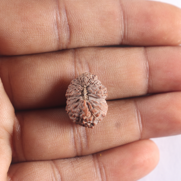 25 Mukhi Rudraksha from Indonesia - Bead No. N