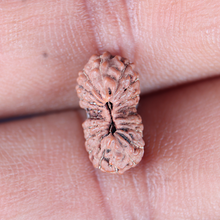 Load image into Gallery viewer, 20 Mukhi Indonesian Rudraksha - Bead 105
