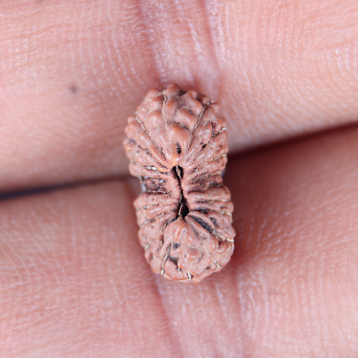 20 Mukhi Indonesian Rudraksha - Bead 105
