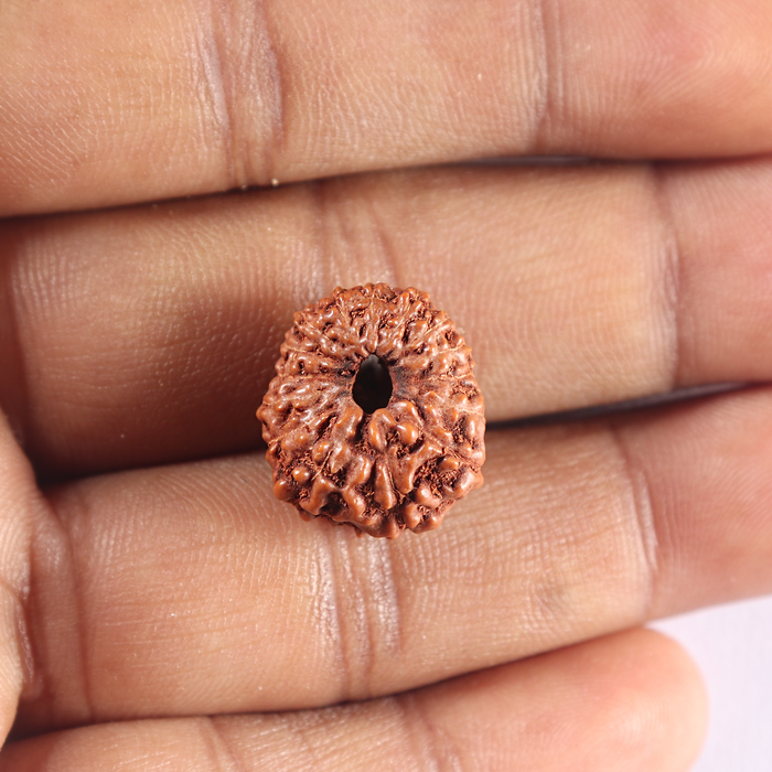 15 Mukhi Indonesian Rudraksha - Bead No. 119