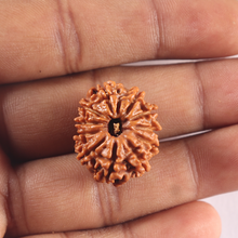 Load image into Gallery viewer, 11 Mukhi Nepalese Rudraksha - Bead No. 432
