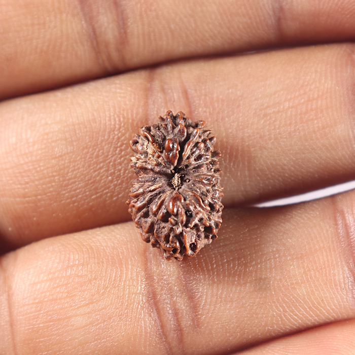 15 Mukhi Indonesian Rudraksha - Bead No. 129