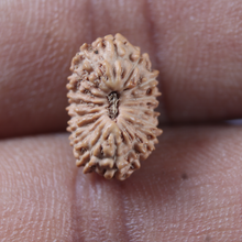 Load image into Gallery viewer, 17 Mukhi Rudraksha from Indonesia - Bead No. 288
