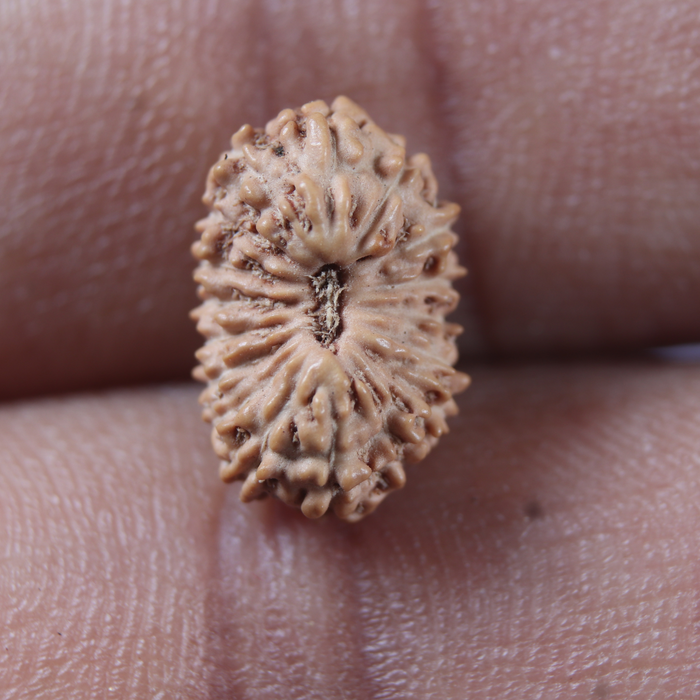17 Mukhi Rudraksha from Indonesia - Bead No. 288