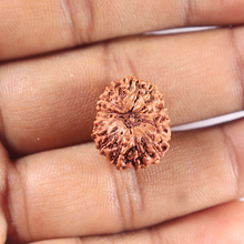 Load image into Gallery viewer, 15 Mukhi Indonesian Rudraksha - Bead No. 122
