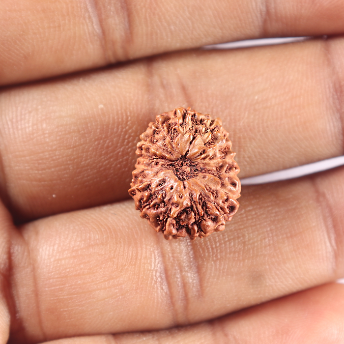 15 Mukhi Indonesian Rudraksha - Bead No. 122