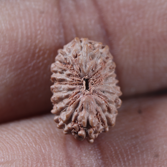 17 Mukhi Rudraksha from Indonesia - Bead No. 289