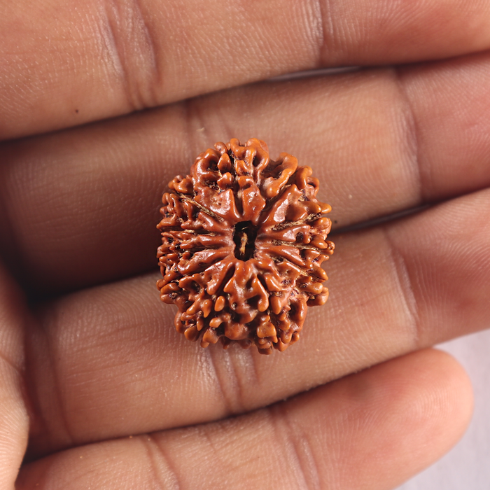 11 Mukhi Nepalese Rudraksha - Bead No. 429