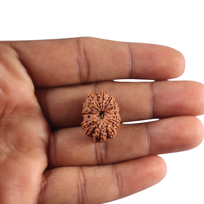 16 Mukhi Rudraksha from Indonesia - Bead No. 350