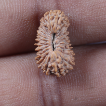 Load image into Gallery viewer, 24 Mukhi Rudraksha from Indonesia
