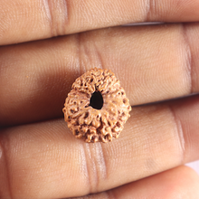 Load image into Gallery viewer, 15 Mukhi Indonesian Rudraksha - Bead No. 215

