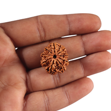 Load image into Gallery viewer, 9 Mukhi Nepalese Rudraksha - Bead No. 464
