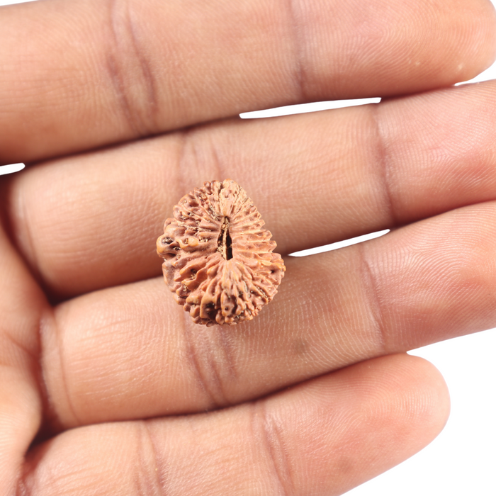 24 Mukhi Rudraksha from Indonesia X