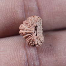 Load image into Gallery viewer, 25 Mukhi Rudraksha from Indonesia
