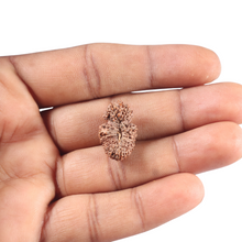 Load image into Gallery viewer, 26 Mukhi Gaurishankar Rudraksha from Indonesia W
