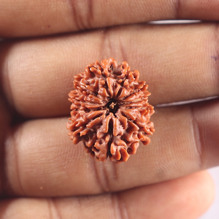 11 Mukhi Nepalese Rudraksha - Bead No. 420
