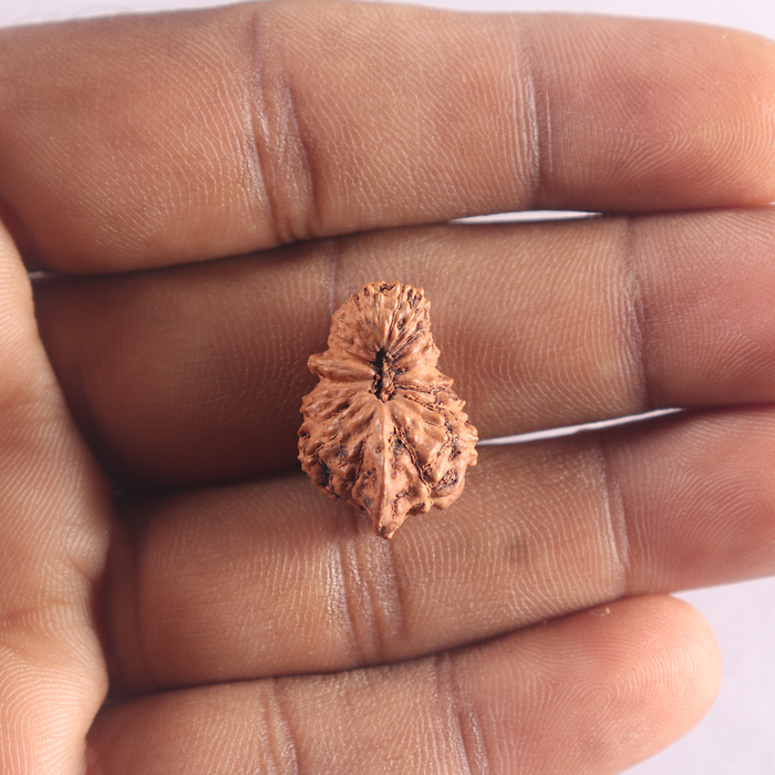 20 Mukhi Ganesh Indonesian Rudraksha - Bead No.33