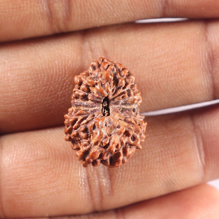 15 Mukhi Indonesian Rudraksha - Bead No. 112