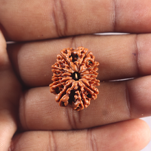 Load image into Gallery viewer, 11 Mukhi Nepalese Rudraksha - Bead No. 421
